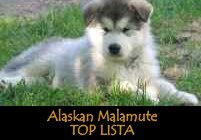 Alaskan Malamute